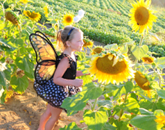 Photograph of fairy in Sun Flowers in Port Dover on the Gold Coast, South Coast of Ontario, Norfolk County on Lake Erie